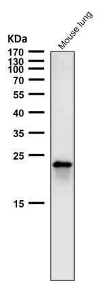Mouse lung tissue lysate western blot tested with RAB22A antibody at 1:2000 dilution for 1 hour at room temperature. Predicted molecular weight ~22 kDa.