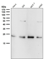All lanes use the RAB22A antibody at 1:2000 dilution for 1 hour at room temperature. Predicted molecular weight ~22 kDa.