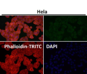 Immunofluorescent analysis using the RAB22A antibody at 1:50 dilution.