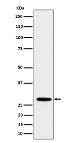 Western blot analysis of PSMB10 expression in human Daudi cell lysate using PSMB10 antibody. Predicted molecular weight ~29 kDa.