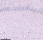 Immunohistochemical staining of STXBP6 using anti-STXBP6 antibody. STXBP6 was detected in a paraffin-embedded section of mouse brain tissue. Heat mediated antigen retrieval was performed in EDTA buffer (pH 8.0, epitope retrieval solution). The tissue section was blocked with 10% goat serum. The tissue section was then incubated with 2 ug/ml rabbit anti-STXBP6 antibody overnight at 4oC. Peroxidase Conjugated Goat Anti-rabbit IgG was used as secondary antibody and incubated for 30 minutes at 37oC. The tissue section was developed using an HRP secondary and DAB substrate.