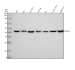 Western blot analysis of NDUFS2 using anti-NDUFS2 antibody. Lane 1: human Hela whole cell lysates, Lane 2: human TE-1 whole cell lysates, Lane 3: human SH-SY5Y whole cell lysates, Lane 4: rat lung tissue lysates, Lane 5: rat C6 whole cell lysates, Lane 6: mouse lung tissue lysates, Lane 7: mouse Ana-1 whole cell lysates. After electrophoresis, proteins were transferred to a nitrocellulose membrane at 150 mA for 50-90 minutes. Blocked the membrane with 5% non-fat milk/TBS for 1.5 hour at RT. The membrane was incubated with rabbit anti-NDUFS2 antibody at 1:500 overnight at 4oC, then washed with TBS-0.1%Tween 3 times with 5 minutes each and probed with a goat anti-rabbit IgG-HRP secondary antibody at a dilution of 1:5000 for 1.5 hour at RT. The signal was developed using enhanced chemiluminescent. Western blot probed with anti-NDUFS2 shows a strong band at ~43 kDa, lower than the predicted ~53 kDa, consistent with the mature mitochondrial form of NDUFS2 lacking its cleaved N-terminal targeting sequence.