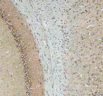 Immunohistochemical staining of SEZ6L2 using anti-SEZ6L2 antibody. SEZ6L2 was detected in a paraffin-embedded section of rat brain tissue. Heat mediated antigen retrieval was performed in EDTA buffer (pH 8.0, epitope retrieval solution). The tissue section was blocked with 10% goat serum. The tissue section was then incubated with 2 ug/ml rabbit anti-SEZ6L2 antibody overnight at 4oC. Peroxidase Conjugated Goat Anti-rabbit IgG was used as secondary antibody and incubated for 30 minutes at 37oC. The tissue section was developed using an HRP secondary and DAB substrate.