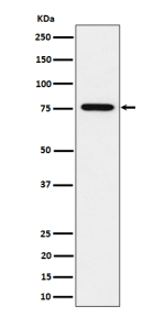 Western blot analysis of BRAT1 expression in human HeLa cell lysate probed with anti-BRAT1 antibody shows a major band at ~75 kDa, lower than the predicted ~88 kDa, consistent with the known anomalous migration of BRAT1 due to its compact structure and partial N-terminal processing.