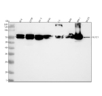 Western blot analysis of NETO1 using anti-NETO1 antibody. Lane 1: human RT4 whole cell lysates, Lane 2: human U20S whole cell lysates, Lane 3: human PC-3 whole cell lysates, Lane 4: human SIHA whole cell lysates, Lane 5: rat C6 whole cell lysates, Lane 6: rat NRK whole cell lysates, Lane 7: mouse RM-1 whole cell lysates, Lane 8: mouse SP2/0 whole cell lysates. After electrophoresis, proteins were transferred to a nitrocellulose membrane at 150 mA for 50-90 minutes. Blocked the membrane with 5% non-fat milk/TBS for 1.5 hour at RT. The membrane was incubated with rabbit anti-NETO1 antibody at 0.5 ug/ml overnight at 4oC, then washed with TBS-0.1%Tween 3 times with 5 minutes each and probed with a goat anti-rabbit IgG-HRP secondary antibody at a dilution of 1:5000 for 1.5 hour at RT. The signal was developed using enhanced chemiluminescent. Western blot probed with anti-NETO1 shows a doublet near ~70 kDa, higher than the predicted ~60 kDa, consistent with differentially N-glycosylated forms of the NETO1 protein.