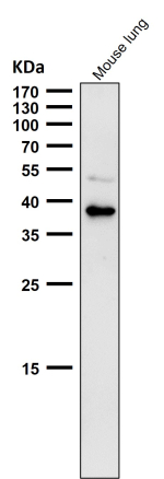 Mouse lung tissue lysate western blot tested with CXCR6 antibody at 1:1000 dilution for 1 hour at room temperature. Predicted molecular weight ~39 kDa.