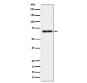 Western blot analysis of NR2C2/TR4 expression in human PC-3 cell lysate using NR2C2 antibody. Predicted molecular weight: 65-67 kDa (two isoforms).