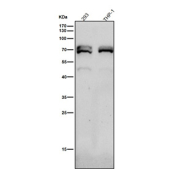 All lanes use the NR2C2 antibody at 1:4000 dilution for 1 hour at room temperature. Predicted molecular weight: 65-67 kDa (two isoforms).