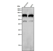 All lanes use the NR2C2 antibody at 1:4000 dilution for 1 hour at room temperature. Predicted molecular weight: 65-67 kDa (two isoforms).