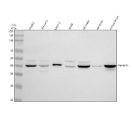 Western blot analysis of PHYHIPL using anti-PHYHIPL antibody. Lane 1: human HepG2 whole cell lysates, Lane 2: human SH-SY5Y whole cell lysates, Lane 3: human Caco-2 whole cell lysates, Lane 4: human whole cell lysates, Lane 5: rat brain tissue lysates, Lane 6: rat testis tissue lysates, Lane 7: mouse brain tissue lysates. After electrophoresis, proteins were transferred to a nitrocellulose membrane at 150 mA for 50-90 minutes. Blocked the membrane with 5% non-fat milk/TBS for 1.5 hour at RT. The membrane was incubated with rabbit anti-PHYHIPL antibody at 0.5 ug/ml overnight at 4oC, then washed with TBS-0.1%Tween 3 times with 5 minutes each and probed with a goat anti-rabbit IgG-HRP secondary antibody at a dilution of 1:5000 for 1.5 hour at RT. The signal was developed using enhanced chemiluminescent. Western blot analysis of PHYHIPL using anti-PHYHIPL antibody. A major band is observed at ~40 kDa corresponding to the canonical isoform, with an additional higher-molecular-weight band at ~48 kDa consistent with reported post-translationally modified and alternative isoform forms of PHYHIPL.