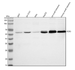 Western blot analysis of PEPD using anti-PEPD antibody. Lane 1: human 293T whole cell lysates, Lane 2: human SH-SY5Y whole cell lysates, Lane 3: human Hela whole cell lysates, Lane 4: human HepG2 whole cell lysates, Lane 5: rat small intestine tissue lysates, Lane 6: mouse small intestine tissue lysates. After electrophoresis, proteins were transferred to a nitrocellulose membrane at 150 mA for 50-90 minutes. Blocked the membrane with 5% non-fat milk/TBS for 1.5 hour at RT. The membrane was incubated with rabbit anti-PEPD antibody at 0.5 ug/ml overnight at 4oC, then washed with TBS-0.1%Tween 3 times with 5 minutes each and probed with a goat anti-rabbit IgG-HRP secondary antibody at a dilution of 1:5000 for 1.5 hour at RT. The signal was developed using enhanced chemiluminescent. The expected molecular weight of PEPD is ~55 kDa.
