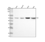 Western blot analysis of Islet 1/ISL1 using anti-ISL1 antibody. Lane 1: human SIHA whole cell lysates, Lane 2: human HepG2 whole cell lysates, Lane 3: human K562 whole cell lysates, Lane 4: human Hela whole cell lysates. After electrophoresis, proteins were transferred to a nitrocellulose membrane at 150 mA for 50-90 minutes. Blocked the membrane with 5% non-fat milk/TBS for 1.5 hour at RT. The membrane was incubated with rabbit anti-ISL1 antibody at 0.5 ug/ml overnight at 4oC, then washed with TBS-0.1%Tween 3 times with 5 minutes each and probed with a goat anti-rabbit IgG-HRP secondary antibody at a dilution of 1:5000 for 1.5 hour at RT. The signal was developed using enhanced chemiluminescent. A predominant band is observed at ~50 kDa, with a lower band near 40-45 kDa. The pattern is consistent with reported ISL1 isoforms and phosphorylation dependent mobility shifts relative to the calculated ~39 kDa.