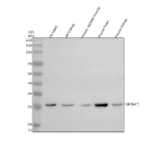 Western blot analysis of NMNAT1 using anti-NMNAT1 antibody. Electrophoresis was performed on a 10% SDS-PAGE gel at 80V (Stacking gel) / 120V (Resolving gel) for 2 hours. Lane 1: rat heart tissue lysates, Lane 2: rat kidney tissue lysates, Lane 3: mouse skeletal muscle tissue lysates, Lane 4: mouse heart tissue lysates, Lane 5: mouse kidney tissue lysates. After electrophoresis, proteins were transferred to a nitrocellulose membrane at 150 mA for 50-90 minutes. Blocked the membrane with 5% non-fat milk/TBS for 1.5 hour at RT. The membrane was incubated with rabbit anti-NMNAT1 antibody at 0.5 ug/ml overnight at 4oC, then washed with TBS-0.1%Tween 3 times with 5 minutes each and probed with a goat anti-rabbit IgG-HRP secondary antibody at a dilution of 1:5000 for 1.5 hour at RT. The signal was developed using an ECL Plus Western Blotting Substrate. Western blot analysis of NMNAT1 using anti-NMNAT1 antibody. A predominant band is observed at ~27-30 kDa, consistent with literature and validated antibody data that NMNAT1 migrates below its ~32 kDa calculated mass.