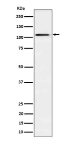 Western blot analysis of Ube1L / UBA7 in HepG2 cell lysate using UBA7 antibody. Predicted molecular weight ~112 kDa.