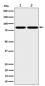 Western blot analysis of RAB45/RASEF expression in (1) human A431 cell lysate and (2) mouse RAW264.7 cell lysate using RASEF antibody. Predicted molecular weight ~83 kDa.