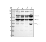 Western blot analysis of TMPO using anti-TMPO antibody. Electrophoresis was performed on a 10% SDS-PAGE gel at 80V (Stacking gel) / 120V (Resolving gel) for 2 hours. Lane 1: human 293T whole cell lysates, Lane 2: human Hela whole cell lysates, Lane 3: human HepG2 whole cell lysates, Lane 4: human MCF-7 whole cell lysates. After electrophoresis, proteins were transferred to a nitrocellulose membrane at 150 mA for 50-90 minutes. Blocked the membrane with 5% non-fat milk/TBS for 1.5 hour at RT. The membrane was incubated with rabbit anti-TMPO antibody at 0.5 ug/ml overnight at 4oC, then washed with TBS-0.1%Tween 3 times with 5 minutes each and probed with a goat anti-rabbit IgG-HRP secondary antibody at a dilution of 1:5000 for 1.5 hour at RT. The signal was developed using an ECL Plus Western Blotting Substrate. Distinct bands are detected at ~75-80 kDa (TMPO alpha), ~50-55 kDa (TMPO beta), and ~39-42 kDa (TMPO gamma), corresponding to the three major alternatively spliced isoforms of TMPO (LAP2) reported in the literature.