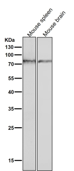 Western blot testing of mouse tissue lysate using the Phospho-PKC (Ser729) antibody at 1:3000 dilution for 1 hour at room temperature. Expected molecular weight: 77-84 kDa.