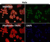 Immunofluorescent analysis using the DUT antibody (green) at 1:150 dilution.