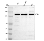 Western blot analysis of Integrin Alpha-9/ITGA9 using anti-ITGA9 antibody. Lane 1: human whole cell lysates, Lane 2: human SH-SY5Y whole cell lysates, Lane 3: human HEL whole cell lysates. After electrophoresis, proteins were transferred to a nitrocellulose membrane at 150 mA for 50-90 minutes. Blocked the membrane with 5% non-fat milk/TBS for 1.5 hour at RT. The membrane was incubated with rabbit anti-ITGA9 antibody at 0.5 ug/ml overnight at 4oC, then washed with TBS-0.1%Tween 3 times with 5 minutes each and probed with a goat anti-rabbit IgG-HRP secondary antibody at a dilution of 1:5000 for 1.5 hour at RT. The signal was developed using enhanced chemiluminescent. The expected molecular weight of Integrin Alpha-9/ITGA9 is at 115 kDa.