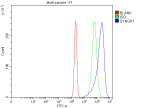 Flow Cytometry analysis of RT4 cells using anti-Synaptogyrin 1 antibody. Overlay histogram showing RT4 cells stained with (Blue line). To facilitate intracellular staining, cells were fixed with 4% paraformaldehyde and permeabilized with permeabilization buffer. The cells were blocked with 10% normal goat serum. And then incubated with rabbit anti-Synaptogyrin 1 antibody (1 ug/million cells) for 30 min at 20oC. DyLight 488 conjugated goat anti-rabbit IgG (5-10 ug/million cells) was used as secondary antibody for 30 minutes at 20oC. Isotype control antibody (Green line) was rabbit IgG (1 ug/million cells) used under the same conditions. Unlabelled sample (Red line) was also used as a control.