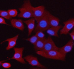 Immunofluorescent staining of Synaptogyrin 1 using anti-Synaptogyrin 1 antibody (red). Synaptogyrin 1 was detected in an immunocytochemical section of cells. Enzyme antigen retrieval was performed using IHC enzyme antigen retrieval reagent for 15 mins. The cells were blocked with 10% goat serum. And then incubated with 5 ug/ml rabbit anti-Synaptogyrin 1 antibody overnight at 4oC. Cy3 Conjugated Goat Anti-Rabbit IgG was used as secondary antibody at 1:500 dilution and incubated for 30 minutes at 37oC. The section was counterstained with DAPI nuclear stain (blue). Visualize using a fluorescence microscope and filter sets appropriate for the label used.