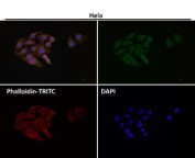 Immunofluorescent analysis using the AKT1/2/3 antibody (green) at 1:50 dilution.