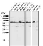 All lanes use the AKT1/2/3 antibody at 1:5000 dilution for 1 hour at room temperature. Western blot analysis of AKT1/2/3 using a pan-AKT antibody. A principal band is detected at ~56 kDa with a faint higher-migrating band consistent with phosphorylated AKT and a very light lower species consistent with a less-phosphorylated or partially processed form.