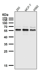 All lanes use the AKT1/2/3 antibody at 1:5000 dilution for 1 hour at room temperature. Western blot analysis of AKT1/2/3 using a pan-AKT antibody. A principal band is detected at ~56 kDa with a faint higher-migrating band consistent with phosphorylated AKT and a very light lower species consistent with a less-phosphorylated or partially processed form.