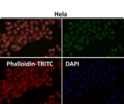 Immunofluorescent analysis using the AKT1/2/3 antibody (green) at 1:50 dilution.