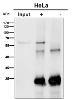 Immunoprecipitation analysis using the AKT1/2/3 antibody at 1:50 dilution. Western blot at 1:1000 dilution. Predicted molecular weight ~56 kDa.