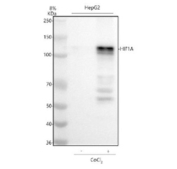 Western blot analysis of HIF-1-Alpha using anti-HIF1A antibody. Lane 1: human HepG2 whole cell lysates. After electrophoresis, proteins were transferred to a nitrocellulose membrane at 150 mA for 50-90 minutes. Blocked the membrane with 5% non-fat milk/TBS for 1.5 hour at RT. The membrane was incubated with rabbit anti-HIF1A antibody at 1:500 overnight at 4oC, then washed with TBS-0.1%Tween 3 times with 5 minutes each and probed with a goat anti-rabbit IgG-HRP secondary antibody at a dilution of 1:500 for 1.5 hour at RT. The signal was developed using enhanced chemiluminescent. Predicted molecular weight ~110 kDa, commonly observed at 100-120 kDa.