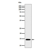 Western blot analysis of Histone H2B expression in HeLa treated with Trichostatin A cell lysate, using Histone H2B (acetyl K16) antibody. Predicted molecular weight ~15 kDa.