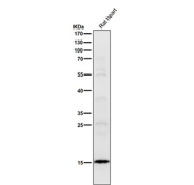 Rat heart tissue lysate tested with the Histone H2B (acetyl K16) antibody at 1:1000 dilution for 1 hour at room temperature. Predicted molecular weight ~15 kDa.
