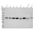 Western blot analysis of QKI using anti-QKI antibody. Electrophoresis was performed on a 10% SDS-PAGE gel at 80V (Stacking gel) / 120V (Resolving gel) for 2 hours. Lane 1: human SK-OV-3 whole cell lysates, Lane 2: monkey Cos-7 whole cell lysates, Lane 3: human U251 whole cell lysates, Lane 4: human K562 whole cell lysates, Lane 5: rat brain tissue lysates, Lane 6: rat C6 whole cell lysates, Lane 7: mouse brain tissue lysates, Lane 8: mouse Neuro-2a whole cell lysates. After electrophoresis, proteins were transferred to a nitrocellulose membrane at 150 mA for 50-90 minutes. Blocked the membrane with 5% non-fat milk/TBS for 1.5 hour at RT. The membrane was incubated with rabbit anti-QKI antibody at 0.5 ug/ml overnight at 4oC, then washed with TBS-0.1%Tween 3 times with 5 minutes each and probed with a goat anti-rabbit IgG-HRP secondary antibody at a dilution of 1:5000 for 1.5 hour at RT. The signal was developed using an ECL Plus Western Blotting Substrate. A specific band was detected for QKI at approximately 38 kDa. The expected molecular weight of QKI is ~38 kDa.