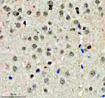 Immunohistochemical staining of QKI using anti-QKI antibody. QKI was detected in a paraffin-embedded section of mouse brain tissue. Heat mediated antigen retrieval was performed in EDTA buffer (pH 8.0, epitope retrieval solution). The tissue section was blocked with 10% goat serum. The tissue section was then incubated with 2 ug/ml rabbit anti-QKI antibody overnight at 4oC. Peroxidase Conjugated Goat Anti-rabbit IgG was used as secondary antibody and incubated for 30 minutes at 37oC. The tissue section was developed using an HRP secondary and DAB substrate.