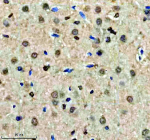 Immunohistochemical staining of QKI using anti-QKI antibody. QKI was detected in a paraffin-embedded section of rat brain tissue. Heat mediated antigen retrieval was performed in EDTA buffer (pH 8.0, epitope retrieval solution). The tissue section was blocked with 10% goat serum. The tissue section was then incubated with 2 ug/ml rabbit anti-QKI antibody overnight at 4oC. Peroxidase Conjugated Goat Anti-rabbit IgG was used as secondary antibody and incubated for 30 minutes at 37oC. The tissue section was developed using an HRP secondary and DAB substrate.