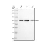 Western blot analysis of SPRED1 using anti-SPRED1 antibody. Electrophoresis was performed on a 10% SDS-PAGE gel at 80V (Stacking gel) / 120V (Resolving gel) for 2 hours. Lane 1: human K562 whole cell lysates, Lane 2: human PC-3 whole cell lysates, Lane 3: human HEL whole cell lysates. After electrophoresis, proteins were transferred to a nitrocellulose membrane at 150 mA for 50-90 minutes. Blocked the membrane with 5% non-fat milk/TBS for 1.5 hour at RT. The membrane was incubated with rabbit anti-SPRED1 antibody at 0.5 ug/ml overnight at 4oC, then washed with TBS-0.1%Tween 3 times with 5 minutes each and probed with a goat anti-rabbit IgG-HRP secondary antibody at a dilution of 1:5000 for 1.5 hour at RT. The signal was developed using an ECL Plus Western Blotting Substrate. A specific band was detected for SPRED1 at approximately 50 kDa. The expected molecular weight of SPRED1 is ~50 kDa.