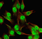 Immunofluorescent staining of MYBBP1A using anti-MYBBP1A antibody and anti-Beta Tubulin antibody. MYBBP1A was detected in an immunocytochemical section of NIH/3T3 cells. Enzyme antigen retrieval was performed using IHC enzyme antigen retrieval reagent for 15 mins. The cells were blocked with 10% goat serum. And then incubated with 5 ug/ml rabbit anti-MYBBP1A antibody and mouse anti-Beta Tubulin antibody overnight at 4oC. DyLight 488 Conjugated Goat Anti-Rabbit IgG and Cy3 Conjugated Goat Anti-Mouse IgG were used as secondary antibody at 1:500 dilution and incubated for 30 minutes at 37oC. Visualize using a fluorescence microscope and filter sets appropriate for the label used.