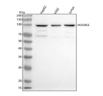 Western blot analysis of ADGRE5 using anti-ADGRE5 antibody. Lane 1: human HepG2 whole cell lysates, Lane 2: human K562 whole cell lysates, Lane 3: human Jurkat whole cell lysates. After electrophoresis, proteins were transferred to a nitrocellulose membrane at 150 mA for 50-90 minutes. Blocked the membrane with 5% non-fat milk/TBS for 1.5 hour at RT. The membrane was incubated with rabbit anti-ADGRE5 antibody at 0.5 ug/ml overnight at 4oC, then washed with TBS-0.1%Tween 3 times with 5 minutes each and probed with a goat anti-rabbit IgG-HRP secondary antibody at a dilution of 1:5000 for 1.5 hour at RT. The signal was developed using enhanced chemiluminescent. A predominant band is observed near ~100 kDa, consistent with the glycosylated, autoproteolytically processed form of CD97. Minor lower-migrating species may represent less glycosylated or precursor forms of the receptor.