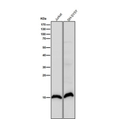 All lanes use the antibody at 1:1000 dilution for 1 hour at room temperature. Predicted molecular weight ~15 kDa.