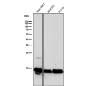 All lanes use the Histone H2B (crotonyl K12) antibody at 1:500 dilution for 1 hour at room temperature. Predicted molecular weight ~14 kDa.