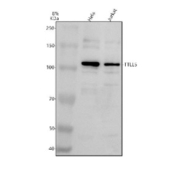 Western blot analysis of TTLL5 using anti-TTLL5 antibody. Electrophoresis was performed on a 8% SDS-PAGE gel at 80V (Stacking gel) / 120V (Resolving gel) for 2 hours. Lane 1: human Hela whole cell lysates, Lane 2: human Jurkat whole cell lysates. After electrophoresis, proteins were transferred to a nitrocellulose membrane at 150 mA for 50-90 minutes. Blocked the membrane with 5% non-fat milk/TBS for 1.5 hour at RT. The membrane was incubated with rabbit anti-TTLL5 antibody at 0.5 ug/ml overnight at 4oC, then washed with TBS-0.1%Tween 3 times with 5 minutes each and probed with a goat anti-rabbit IgG-HRP secondary antibody at a dilution of 1:5000 for 1.5 hour at RT. The signal was developed using an ECL Plus Western Blotting Substrate. A predominant band is observed just above the 100 kDa marker, consistent with reported TTLL5 isoforms and known electrophoretic migration behavior of this protein (predicted ~144 kDa).