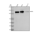 Western blot analysis of NLRP2 using anti-NLRP2 antibody. Lane 1: human whole cell lysates, Lane 2: human whole cell lysates, Lane 3: human Caco-2 whole cell lysates. After electrophoresis, proteins were transferred to a nitrocellulose membrane at 150 mA for 50-90 minutes. Blocked the membrane with 5% non-fat milk/TBS for 1.5 hour at RT. The membrane was incubated with rabbit anti-NLRP2 antibody at 0.5 ug/ml overnight at 4oC, then washed with TBS-0.1%Tween 3 times with 5 minutes each and probed with a goat anti-rabbit IgG-HRP secondary antibody at a dilution of 1:5000 for 1.5 hour at RT. The signal was developed using enhanced chemiluminescent. A specific band was detected for NLRP2 at approximately 121 kDa. The expected molecular weight of NLRP2 is ~121 kDa.