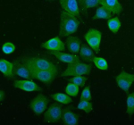 Immunofluorescent staining of NLRP2 using anti-NLRP2 antibody (green). NLRP2 was detected in an immunocytochemical section of cells. Enzyme antigen retrieval was performed using IHC enzyme antigen retrieval reagent for 15 mins. The cells were blocked with 10% goat serum. And then incubated with 5 ug/ml rabbit anti-NLRP2 antibody overnight at 4oC. DyLight 488 Conjugated Goat Anti-Rabbit IgG was used as secondary antibody at 1:500 dilution and incubated for 30 minutes at 37oC. The section was counterstained with DAPI nuclear stain (blue). Visualize using a fluorescence microscope and filter sets appropriate for the label used.