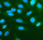 Immunofluorescent staining of FFPE human U-2 OS cells with Annexin A1 antibody (green) and DAPI nuclear stain (blue). HIER: steam section in pH6 citrate buffer for 20 min.