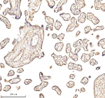 Immunohistochemical staining of Annexin using anti-Annexin antibody. Annexin was detected in a paraffin-embedded section of human placenta tissue. Heat mediated antigen retrieval was performed in EDTA buffer (pH 8.0, epitope retrieval solution). The tissue section was blocked with 10% goat serum. The tissue section was then incubated with 2 ug/ml rabbit anti-Annexin antibody overnight at 4oC. Peroxidase Conjugated Goat Anti-rabbit IgG was used as secondary antibody and incubated for 30 minutes at 37oC. The tissue section was developed using an HRP secondary and DAB substrate.