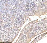 Immunohistochemical staining of Annexin using anti-Annexin antibody. Annexin was detected in a paraffin-embedded section of human tonsil tissue. Heat mediated antigen retrieval was performed in EDTA buffer (pH 8.0, epitope retrieval solution). The tissue section was blocked with 10% goat serum. The tissue section was then incubated with 2 ug/ml rabbit anti-Annexin antibody overnight at 4oC. Peroxidase Conjugated Goat Anti-rabbit IgG was used as secondary antibody and incubated for 30 minutes at 37oC. The tissue section was developed using an HRP secondary and DAB substrate.