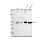 Western blot analysis of TMPRSS4 using anti-TMPRSS4 antibody. Electrophoresis was performed on a 10% SDS-PAGE gel at 80V (Stacking gel) / 120V (Resolving gel) for 2 hours. Lane 1: human RT4 whole cell lysates, Lane 2: human whole cell lysates, Lane 3: rat stomach tissue lysates, Lane 4: mouse stomach tissue lysates. After electrophoresis, proteins were transferred to a nitrocellulose membrane at 150 mA for 50-90 minutes. Blocked the membrane with 5% non-fat milk/TBS for 1.5 hour at RT. The membrane was incubated with rabbit anti-TMPRSS4 antibody at 0.5 ug/ml overnight at 4oC, then washed with TBS-0.1%Tween 3 times with 5 minutes each and probed with a goat anti-rabbit IgG-HRP secondary antibody at a dilution of 1:5000 for 1.5 hour at RT. The signal was developed using an ECL Plus Western Blotting Substrate. A specific band was detected for TMPRSS4 at approximately 48 kDa. The expected molecular weight of TMPRSS4 is ~48 kDa.