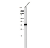 Mouse lung tissue lysate tested with the CASP6 antibody at 1:1000 dilution for 1 hour at room temperature. Expected molecular weight: 34-36 kDa.