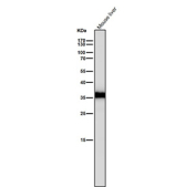 Mouse liver tissue lysate tested with the CASP6 antibody at 1:1000 dilution for 1 hour at room temperature. Expected molecular weight: 34-36 kDa.